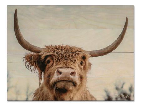 DAK102PAL - Highland Selfie - 16x12 Cheap