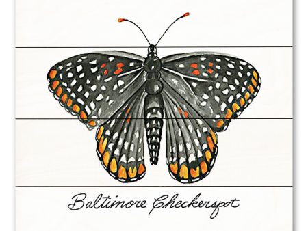 CIN3734PAL - Baltimore Checkerspot - 12x12 For Sale